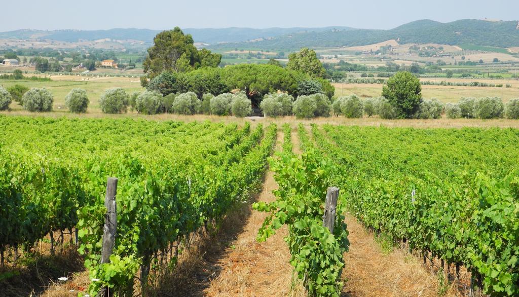Podere Oslavia Az.Agr.Bio Giannini 알베레세 외부 사진
