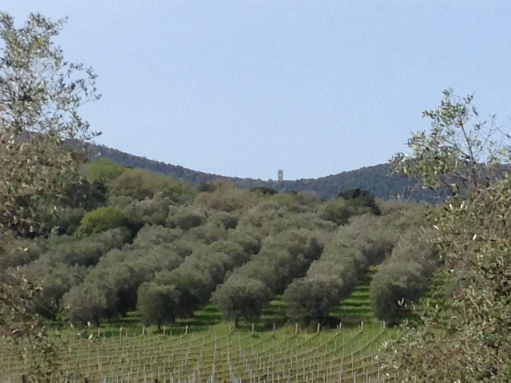 Podere Oslavia Az.Agr.Bio Giannini 알베레세 외부 사진