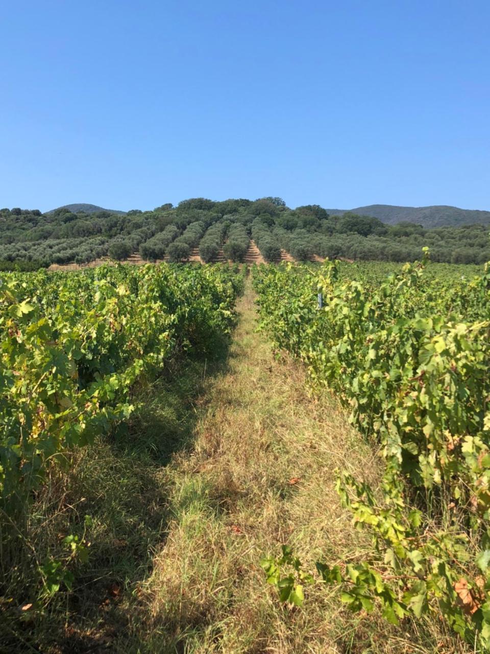 Podere Oslavia Az.Agr.Bio Giannini 알베레세 외부 사진